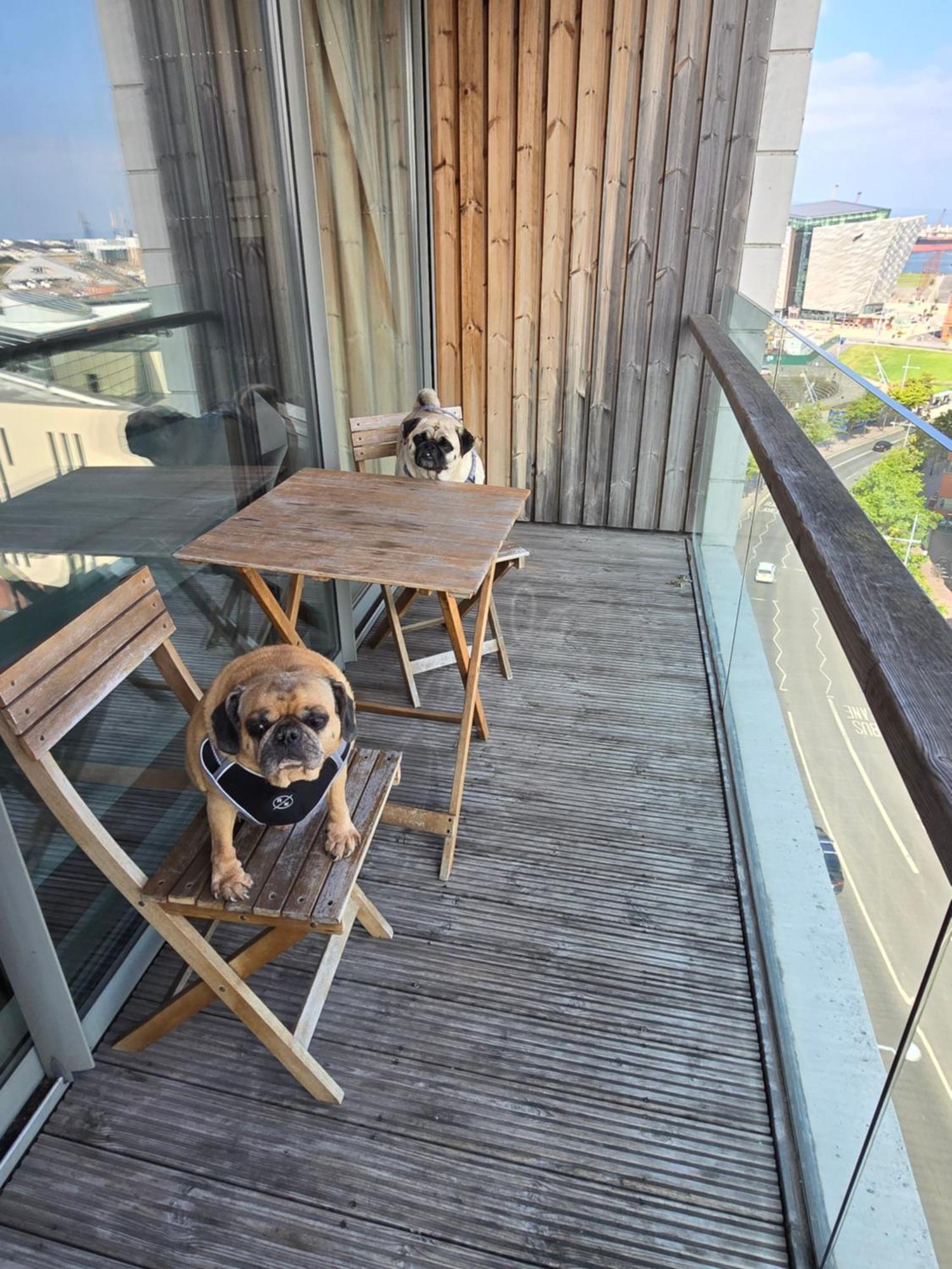 Appartement Benji & Milos Belfast